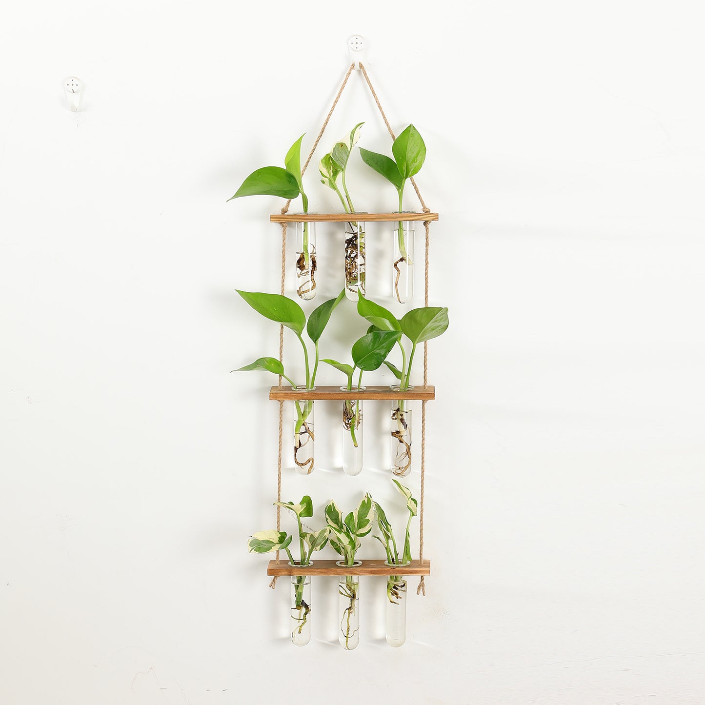 hydroponic plant test tube